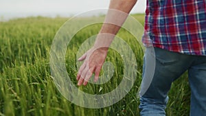 Farmer hand touching ripening wheat ears in green grain field. Agronomist man walking in green rye field. Agriculture
