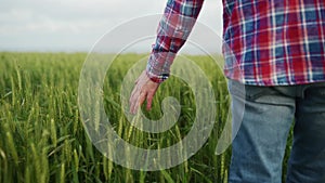 Farmer hand touching ripening wheat ears in green grain field. Agronomist man walking in green rye field. Agriculture