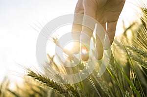 Contadino mano toccante grano orecchie 