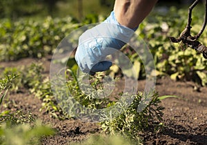 Farmer hand working in green vegetable garden and pulling out weeds from ground