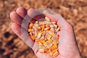Farmer handful of harvested corn kernels