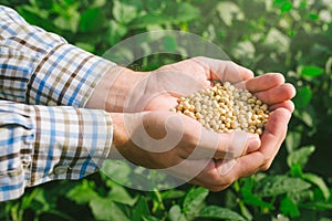 Farmer with handful od soybean in cultivated field