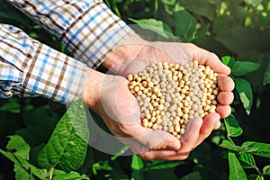 Farmer with handful od soybean in cultivated field
