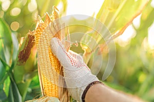 Farmer handpicking corn