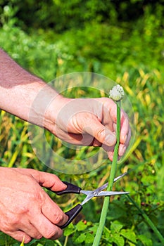 Farmer hands cut the flowering onion shoots with scissors in the garden. Summer bean plantation care for a large harvest