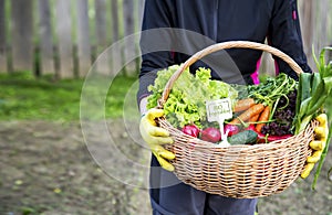 Farmer hands with fresh organic vegetables basket, local farmers market concept, healthy local produced food