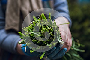 Farmer hands with freshly harvested green onion on the farm field. Selective focus. Shallow depth of field