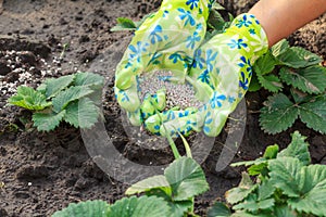 Farmer hands giving chemical fertilizer to young strawberries pl