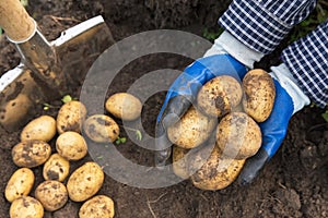 Farmer hands in gloves with freshly harvested potatoes close up. Farming