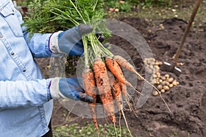 Farmer hands in gloves holding bunch of carrot in garden. Autumn harvest, organic vegetables