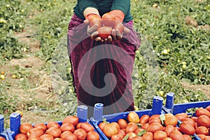 Farmer hands in gloves holding several ripe tomatoes. Woman examines tomato in hand.