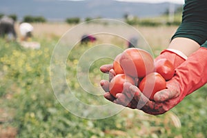 Farmer hands in gloves holding several ripe tomatoes. Woman examines tomato in hand.