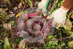 Farmer hands harvesting organic beetroot harvest in garden