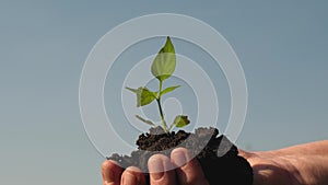 Farmer hands hold a green seedling in their palms against the sky. sweet pepper sapling close-up. environmentally