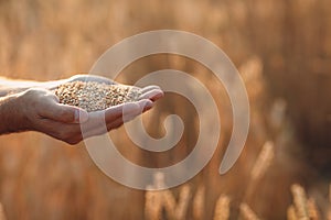 Farmer hands hold ripe wheat seeds after the harvest with copy space