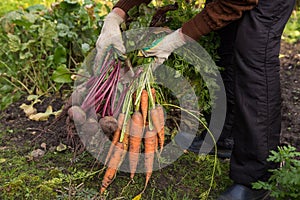 Farmer hands  holding bunches of beetroot and carrot in garden