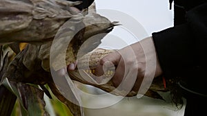 Farmer hands holding corn ear at autumn. Female check maize plant and peels corn cobs on harvest time