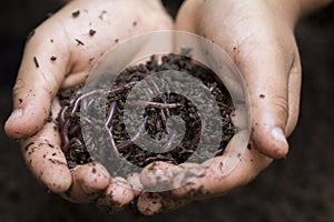 Farmer hands holding Fertile soil and earthworms