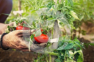 Farmer hands holding fresh tomato