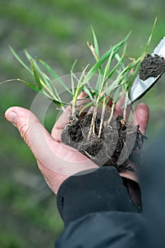 Farmer hands holding green wheat crop for analyze the development on the field in the spring