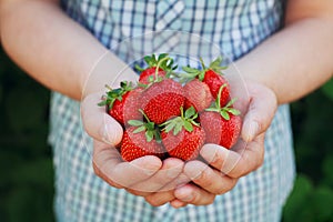Farmer hands holding organic ripe strawberry