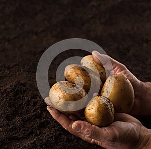 Farmer hands holding potatoes above black ground