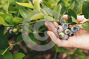 Farmer hands holding and presenting branch of blueberries, future harvest