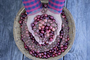 farmer hands holding ripe red coffee beans from basket