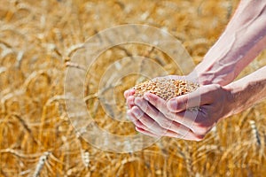 Farmer hands holding ripe wheat corns