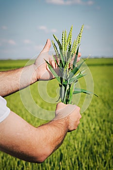 Farmer hands holding wheat