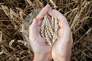 Farmer hands holding wheat. Male hand holding ripe golden wheat ears on blurred wheat field background. Close up, top view.