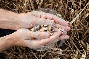 Farmer hands holding wheat. Male hand holding ripe golden wheat ears on blurred wheat field background. Close up, top view.