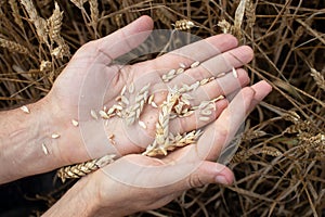 Farmer hands holding wheat. Male hand holding ripe golden wheat ears on blurred wheat field background. Close up, top view.