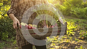 Farmer hands holding wooden box full of fresh organic vegetables, potato, carrots, tomato, beets, radish on eco farm