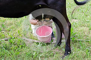 Farmer hands milk from cow dug to plastic bucket