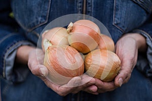 Farmer hands with onion selective focus