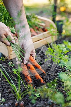 Farmer hands picking fresh carrot from garden