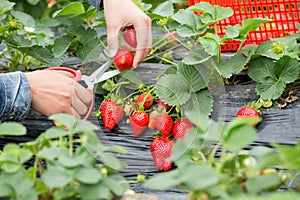 Farmer hands picking strawberry