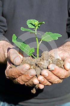 Farmer hands with plant