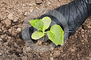 Farmer hands planting to soil tomato seedling in the vegetable garden. On the background a watering can for irrigation. Organic