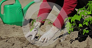 Farmer hands planting tomato seedling in the vegetable garden. On the background a watering can for irrigation. Organic