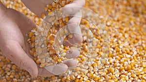 Farmer hands showing freshly harvested corn grains. Agriculture, corn harvesting