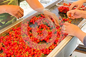 Farmer hands sorting and processing red cherries manually on conveyor belt in Washington, USA