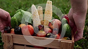 Farmer hands take basket box or crate with different vegetables, fruits