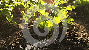 Farmer hands watering young plant, a bunch of fresh organic beets on field of farm in sunset light