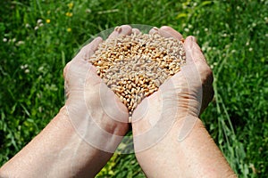 Farmer hands of wheat