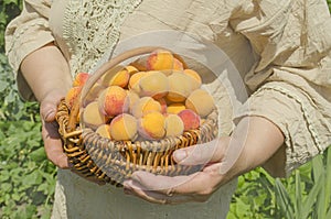 Farmer harvest apricot tree