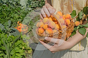 Farmer harvest apricot tree