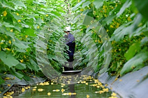 Farmer harvest on cucumber field