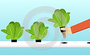 Farmer harvest hydroponics plants in vector design